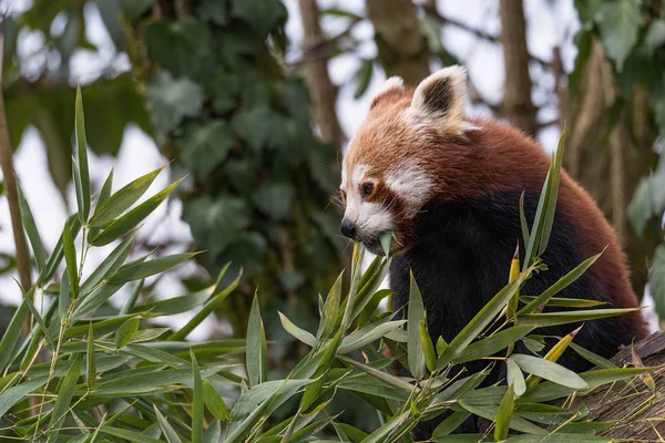 Il panda rosso mangia su un albero — Foto Stock
