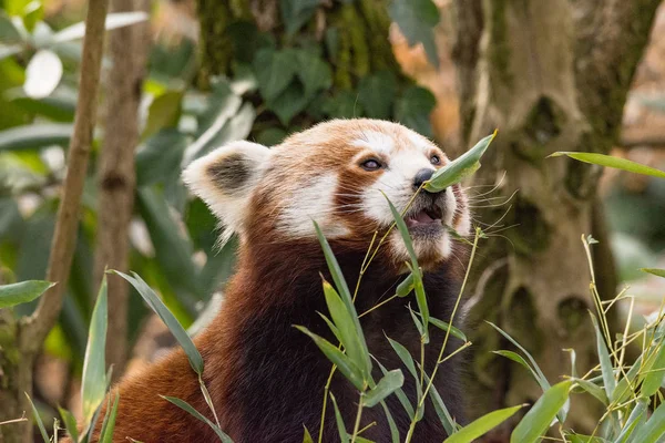 The red panda eats on a tree