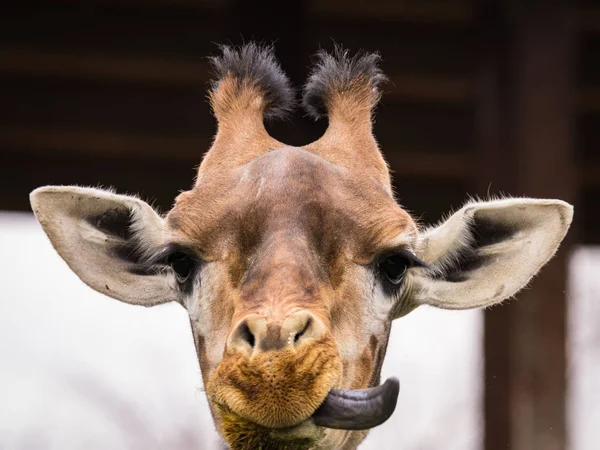 A girafa (Girafa) retrato pic (foto da vida selvagem ) — Fotografia de Stock