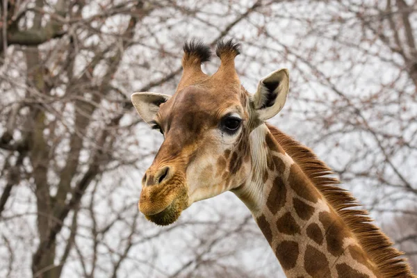 A girafa (Girafa) retrato pic (foto da vida selvagem ) — Fotografia de Stock