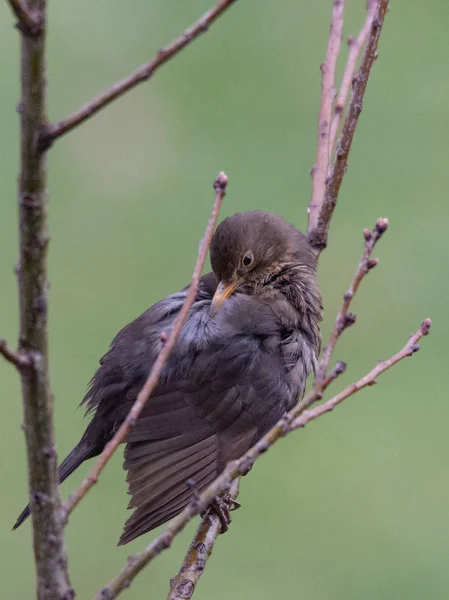 Femmina Blackbird pulisce il piumaggio su un albero — Foto Stock