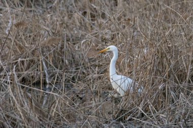 Beyaz balıkçıl bir İtalyan nehrinin sazlığına daldı.