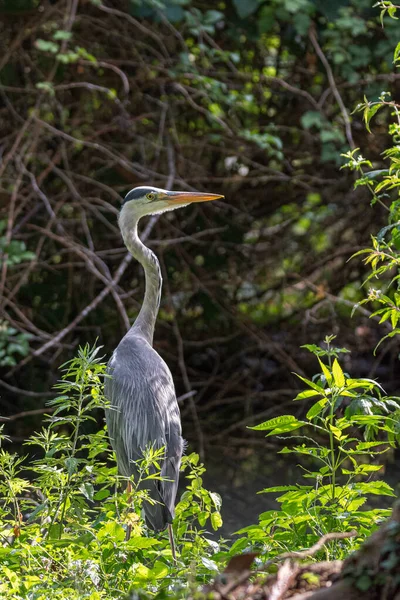 Garça cinza na borda de uma lagoa — Fotografia de Stock