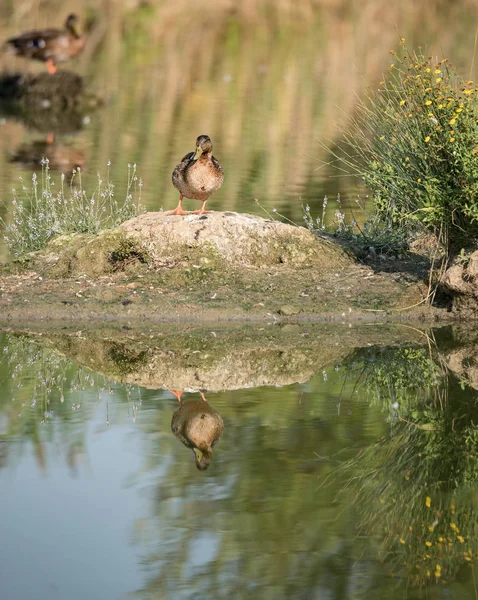 Patos tendidos en un islote en el estanque — Foto de Stock