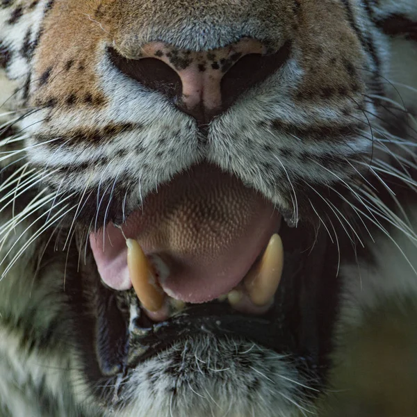 Detalle de la boca de un gran tigre siberiano — Foto de Stock