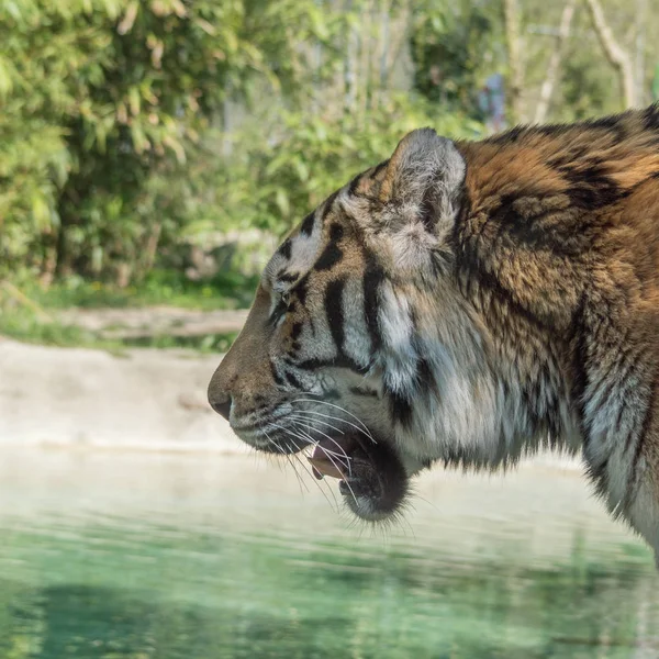 Detalle del hocico de un gran tigre siberiano — Foto de Stock