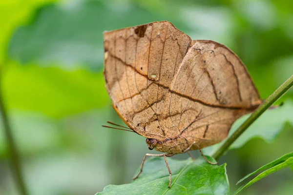 Laranja folha de carvalho, folha de carvalho indiano ou folha morta, é uma bunda ninfalida — Fotografia de Stock