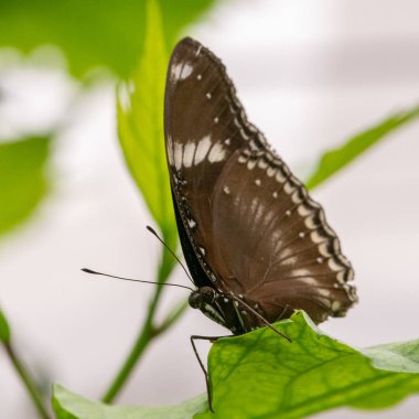 Kahverengi kanatlı kelebek bir yaprağın üzerinde dinleniyor