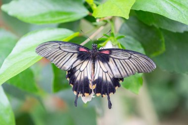 Yaprakların üzerinde renkli kanatları olan kelebek.