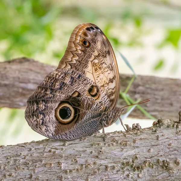 Borboleta com asas castanhas chamada coruja gigante Idomeneus — Fotografia de Stock