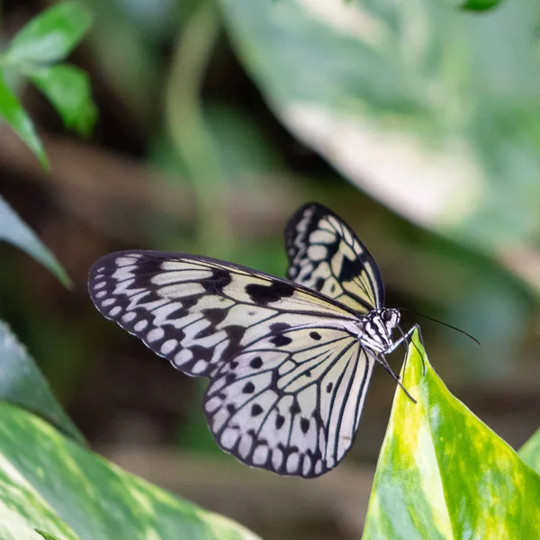 Borboleta com asas coloridas empoleiradas em folhas — Fotografia de Stock