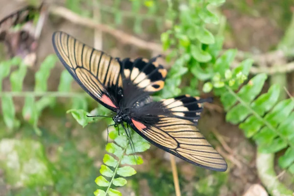 Papillon aux ailes colorées perché sur les feuilles — Photo