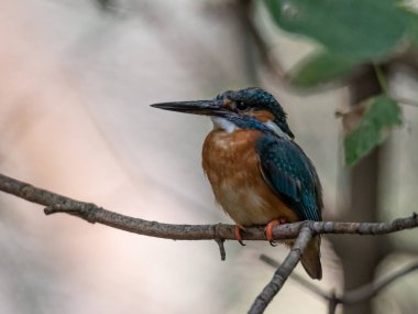 Adult male kingfisher bird resting on a tree branch