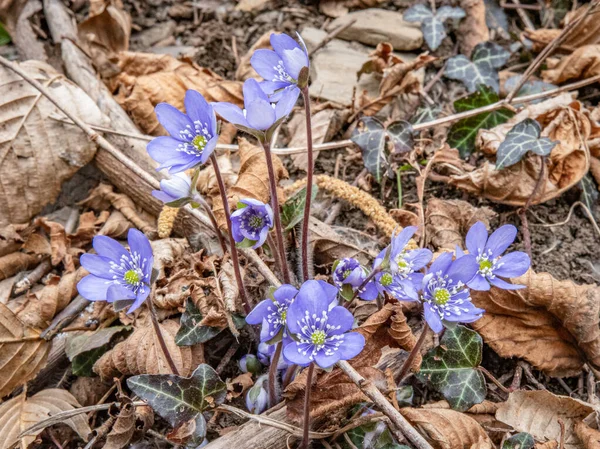 Skupina Spontánních Květů Šeříkovými Okvětními Lístky Bílými Písty Rodiny Muškátů — Stock fotografie