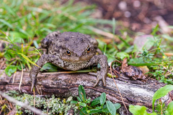 Zblízka Záběr Velké Ropuchy Spočívající Dřevěném Kmeni Ropucha Obecná Ropucha — Stock fotografie