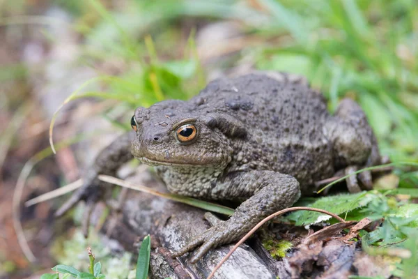 두꺼비가 나무줄기에 유럽에서 수있는 두꺼비 — 스톡 사진