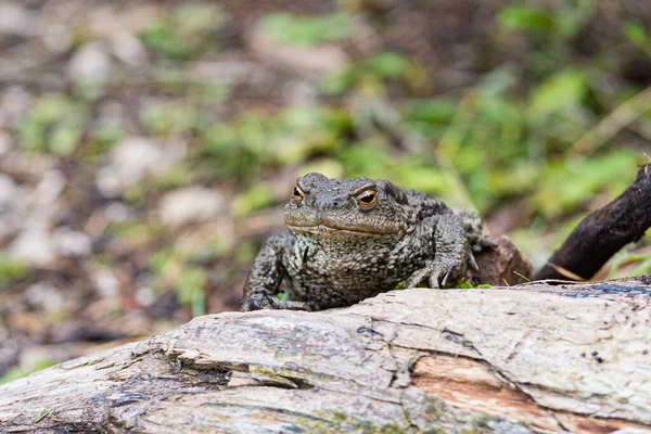두꺼비가 나무줄기에 유럽에서 수있는 두꺼비 — 스톡 사진