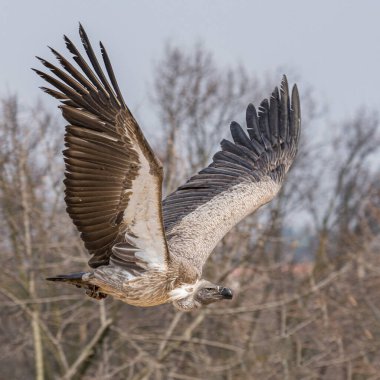 Büyük Griffon akbabası gökyüzünde uçar, büyük yırtıcı kuşun portresi