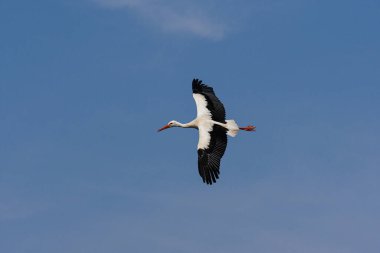 Büyük beyaz leylek havada süzülüyor, hareket halindeki büyük Avrupalı bir kuşun görüntüsü.