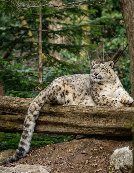 Retrato Leopardo Nieve Gato Grande Acostado Tronco Árbol — Foto de Stock