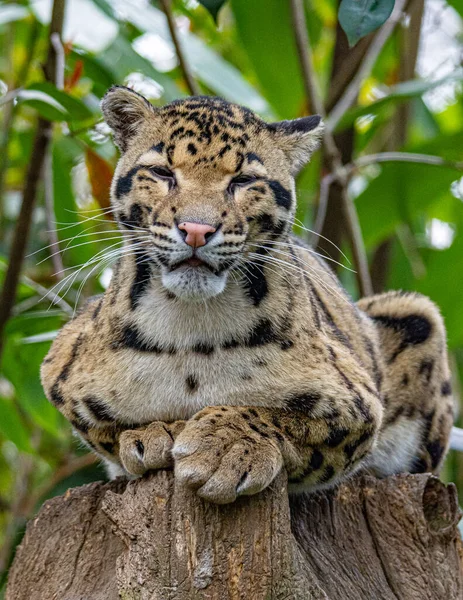 Retrato Leopardo Nublado Gato Grande Acostado Tronco Árbol — Foto de Stock