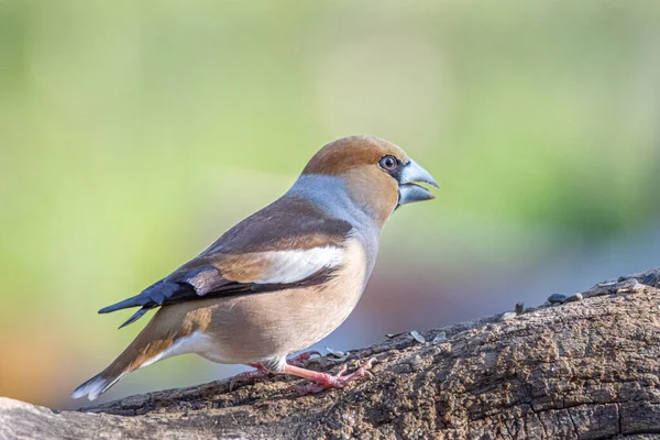 Finocchio Adagiato Ramo Albero Uccello Frosone Comune Libertà — Foto Stock