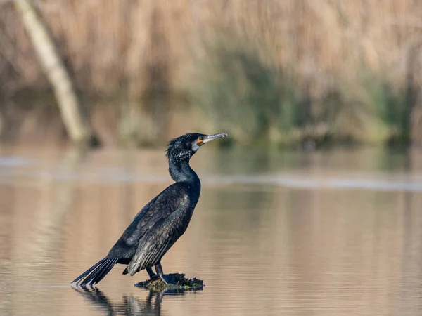 Gran Cormorán Descansando Sobre Una Pequeña Piedra Que Sobresale Las — Foto de Stock