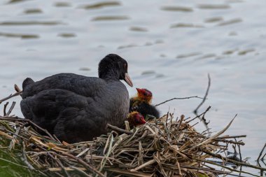 Coot, nehirdeki yuvadaki yavrularıyla ilgilenir, vahşi yaşam fotoğrafçılığıyla.