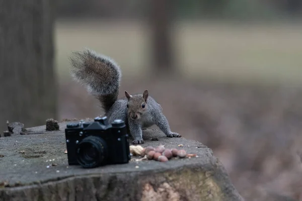 灰色のリスは古いカメラの近くにピーナッツを食べる木の幹に休んで — ストック写真