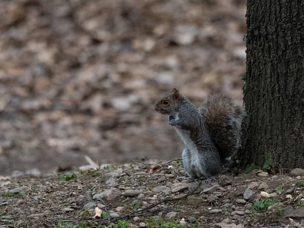 Gray Squirrel Two Legs Front Tree American Rodent — Stock Photo, Image
