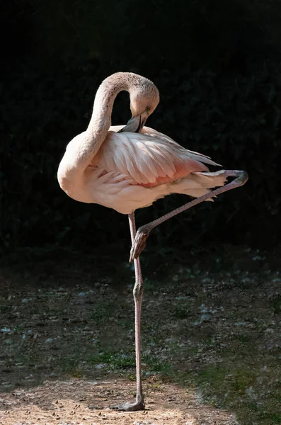 Red flamingo on one leg, naturalistic image