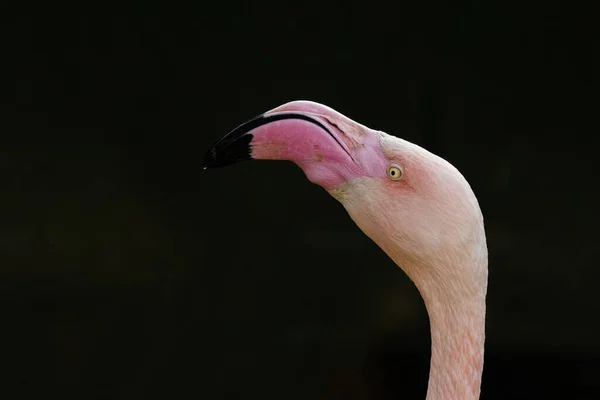 Pink flamingo close-up on a dark background., wildlife