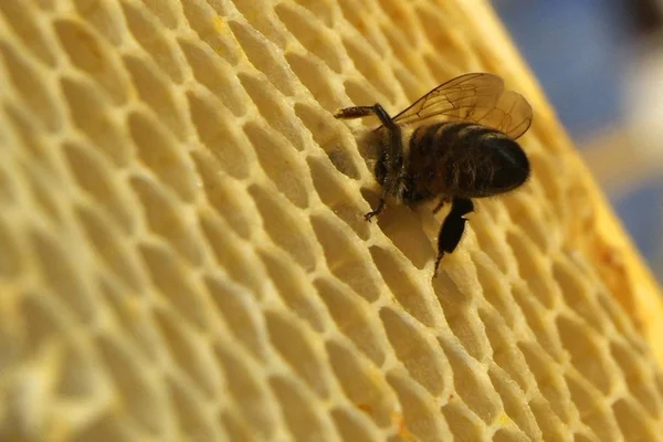 Miel fresca en textura de peine — Foto de Stock