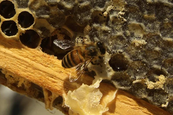 Miel fresca en textura de peine —  Fotos de Stock