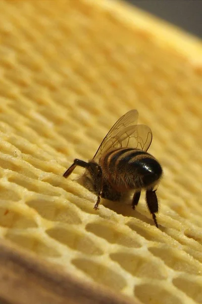 Miel fresca en textura de peine — Foto de Stock