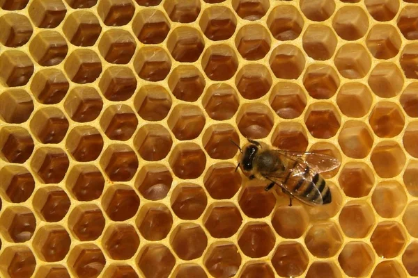 Свежий мед в текстуре расчески — стоковое фото
