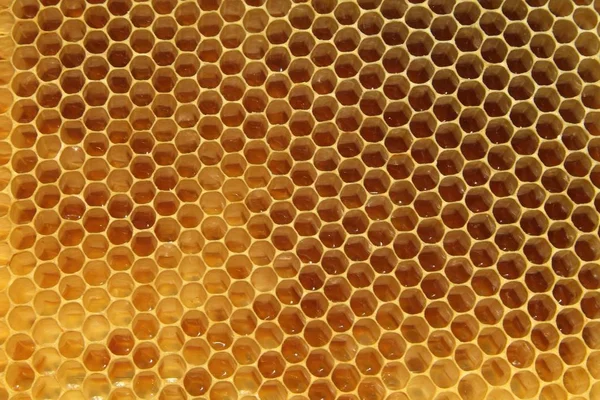 Pszczoły w ulu — Zdjęcie stockowe