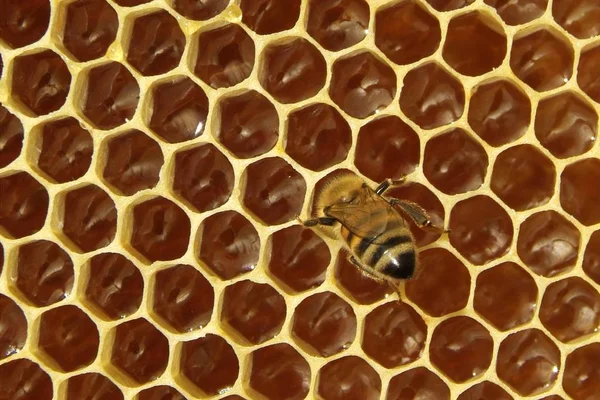 蜂、蜂の巣の — ストック写真