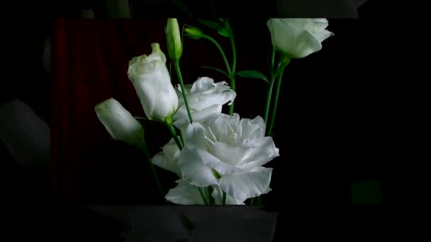 Timelapse di un fiore che fiorisce . — Video Stock