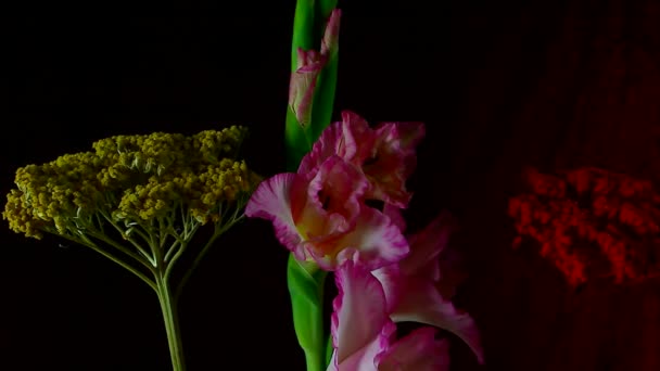 Время цветения цветка . — стоковое видео