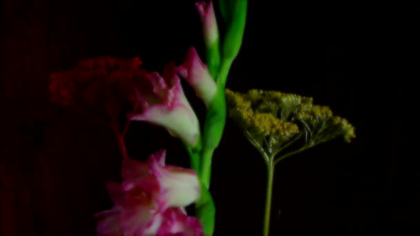 Timelapse van een bloem in bloei. — Stockvideo