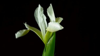 Timelapse çiçek açan bir çiçek.