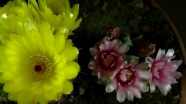 Bir kaktüs çiçek çiçek açan Timelapse.