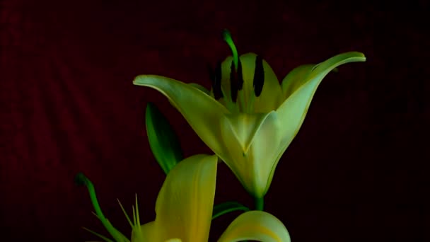 Timelapse de uma flor florescendo . — Vídeo de Stock