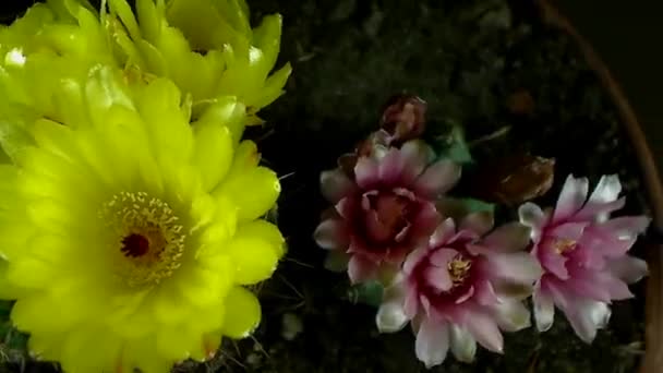 Timelapse d'une fleur de cactus en fleurs . — Video