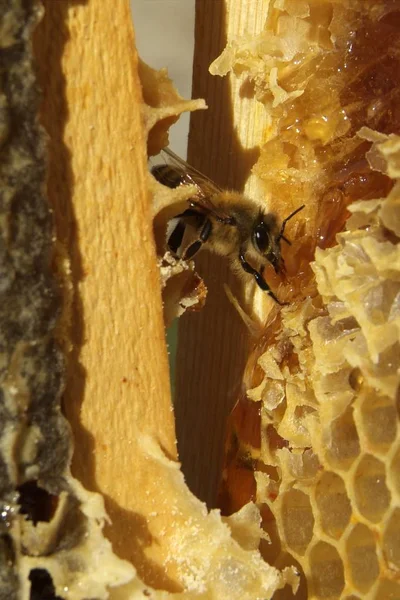 Las abejas en una colmena —  Fotos de Stock