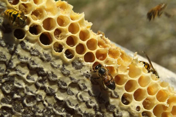 Las abejas en una colmena —  Fotos de Stock