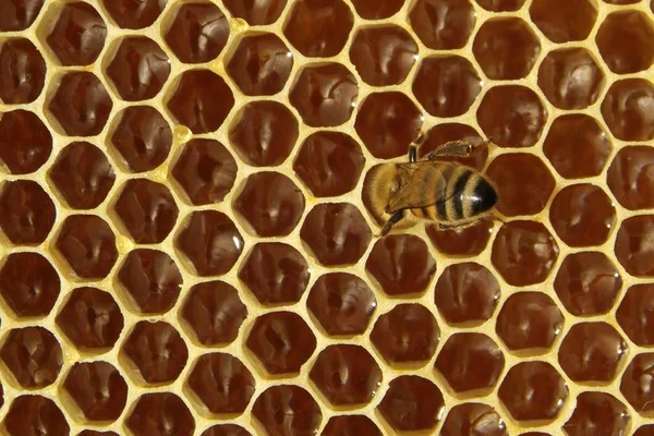 Las abejas en una colmena — Foto de Stock