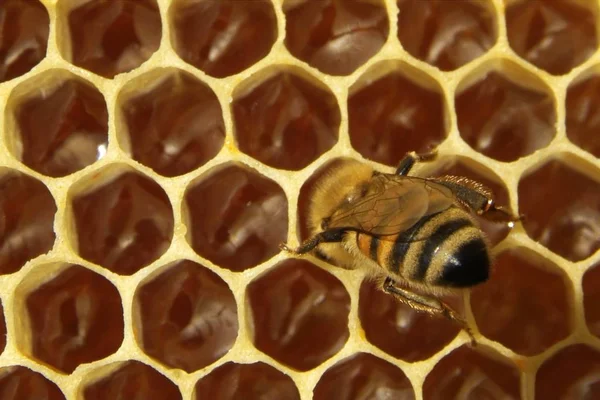 Las abejas en una colmena —  Fotos de Stock