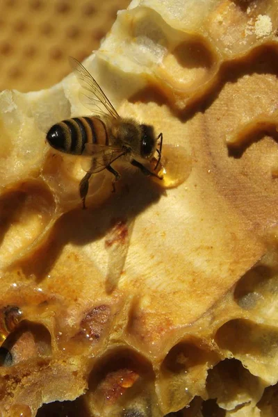 Las abejas en una colmena —  Fotos de Stock